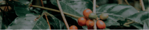 Frutos de café maduros no pé